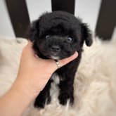 ビションプー(トイプードル×ビションフリーゼ)