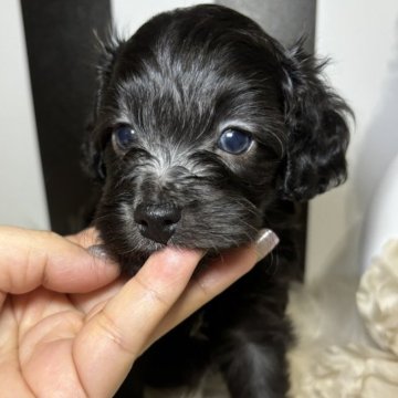 ダップーF1b(ダップー×トイプードル)【和歌山県・男の子・2024年5月17日・シルバー】の写真「可愛いダップー」