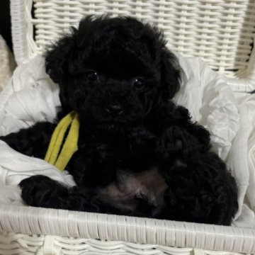 トイプードル(タイニー)【和歌山県・男の子・2024年8月30日・ブラック】の写真「足短めBOY」