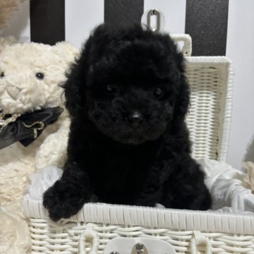 トイプードル(トイ)【和歌山県・男の子・2024年3月19日・ブラック】の写真「パパは外産シルバーパーティー」