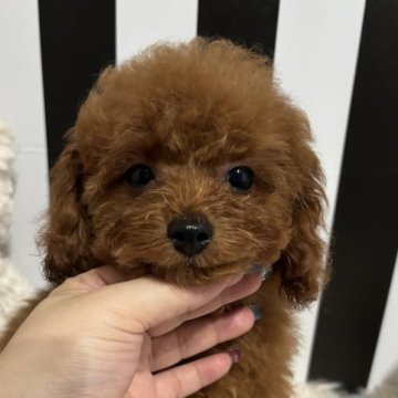 トイプードル(タイニー)【和歌山県・男の子・2024年3月29日・レッド】の写真「おトイレ完璧な僕💯」