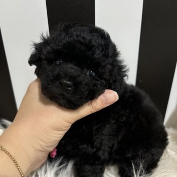 トイプードル(タイニー)【和歌山県・女の子・2024年8月30日・ブラック】の写真「可愛いブラックの女の子🥰」