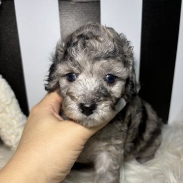 ダップーF1b(ダップー×トイプードル)【和歌山県・男の子・2024年5月17日・シルバーダップル】の写真「レアカラーのダップー」