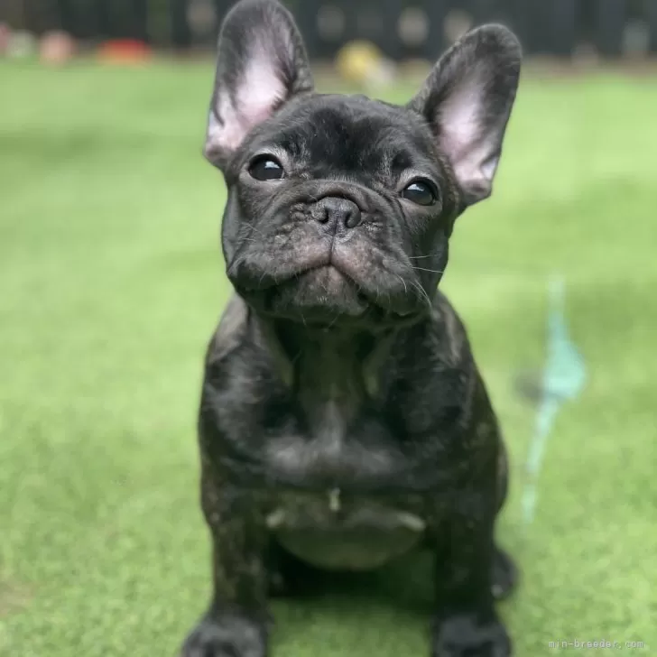 ID：2504-00219の子犬