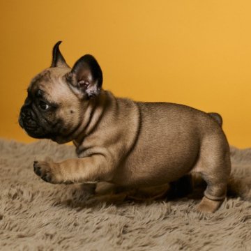 フレンチブルドッグ【熊本県・男の子・2025年9月8日・フォーン】の写真「お目目くりくり可愛い子です☺︎」