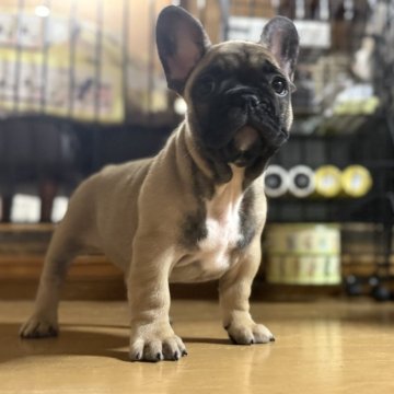 フレンチブルドッグ【熊本県・男の子・2025年9月8日・フォーン】の写真「かまってちゃんの可愛い子です☺︎」