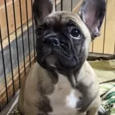 フレンチブルドッグ