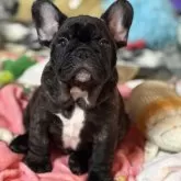 フレンチブルドッグ