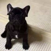 フレンチブルドッグ