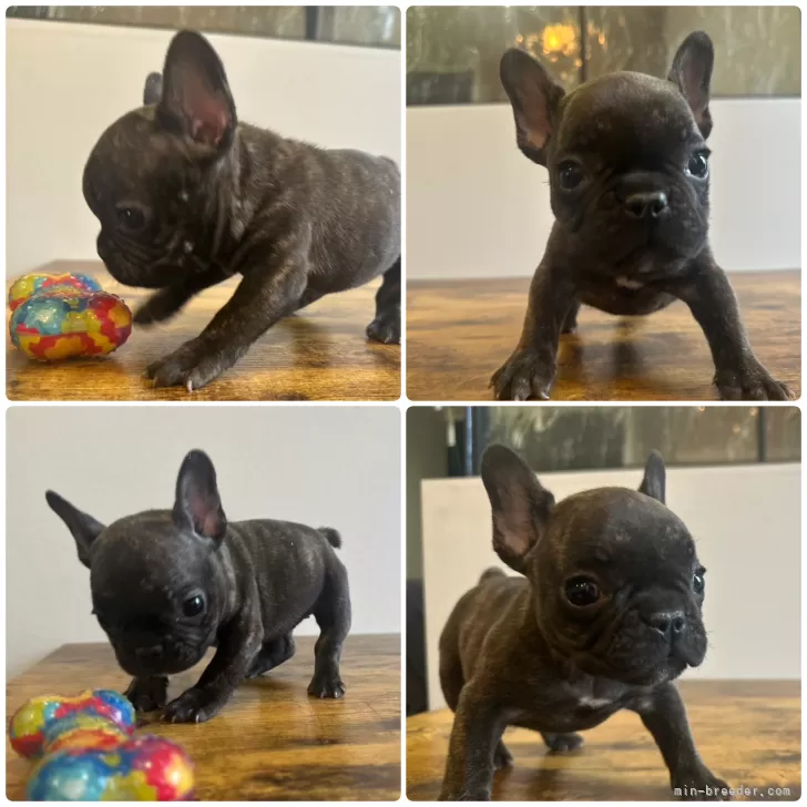 M.M 様のお迎えした子犬