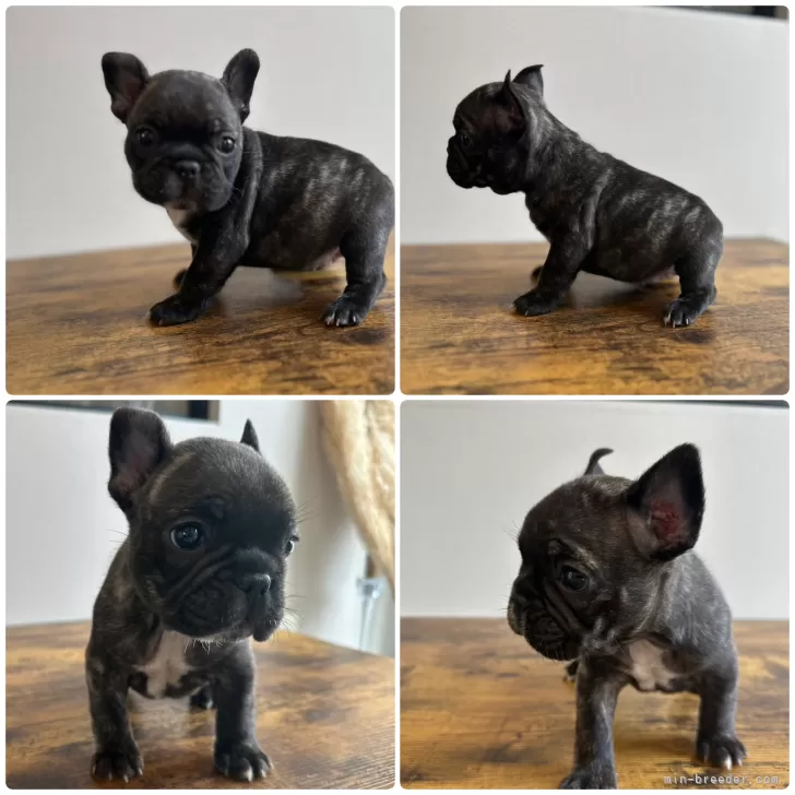 ID：2412-06023の子犬
