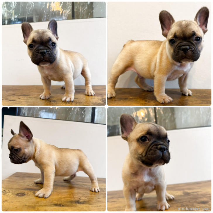 ブリーダー画像