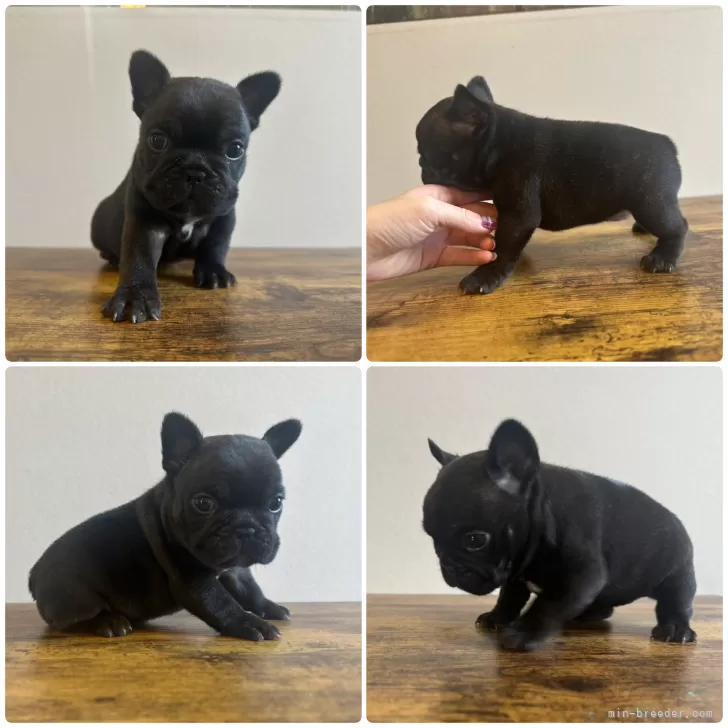 ID:2502-04576の子犬