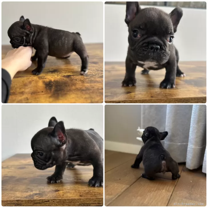 ID：2501-04149の子犬