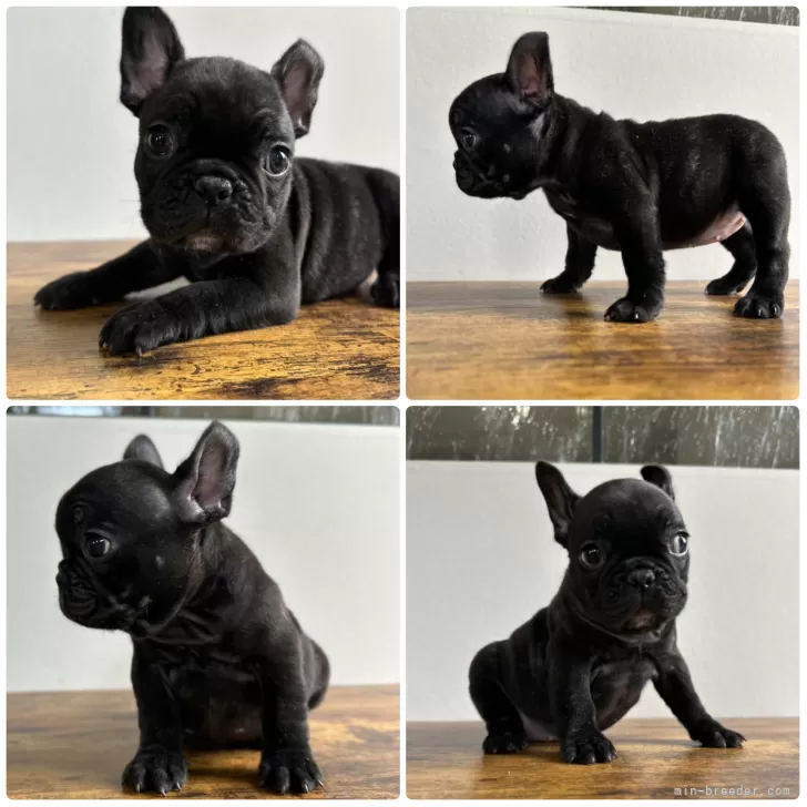 ID:2507-00288の子犬