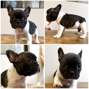 フレンチブルドッグ【岡山県・女の子・2025年10月5日・パイド】の写真「これぞほんとのブラックマスク😉小ぶりの女の子✨」