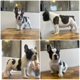 フレンチブルドッグ