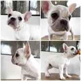 フレンチブルドッグ