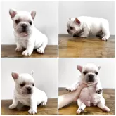 フレンチブルドッグ