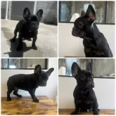 フレンチブルドッグ