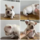 フレンチブルドッグ
