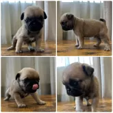 パグ
