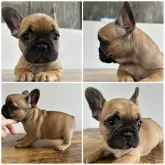 フレンチブルドッグ