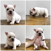フレンチブルドッグ