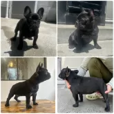 フレンチブルドッグ