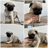 パグ