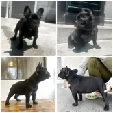 フレンチブルドッグ