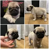 パグ