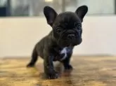 フレンチブルドッグ【岡山県・男の子・2024年10月19日・ブリンドル】の写真2