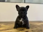 フレンチブルドッグ【岡山県・男の子・2024年10月19日・ブリンドル】の写真5
