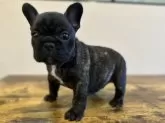 フレンチブルドッグ【岡山県・男の子・2024年10月19日・ブリンドル】の写真9