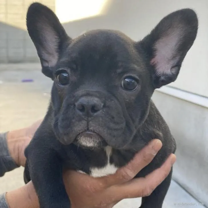 ID:2211-00692の子犬