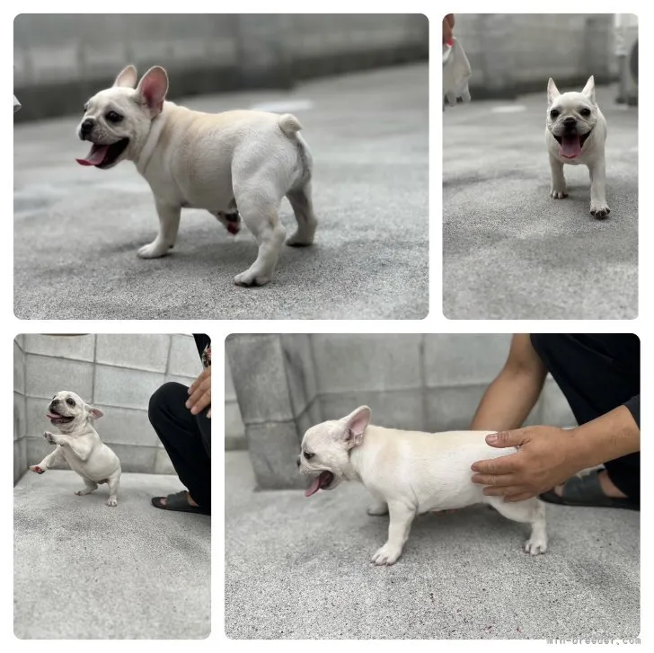 ID：2306-01088の子犬