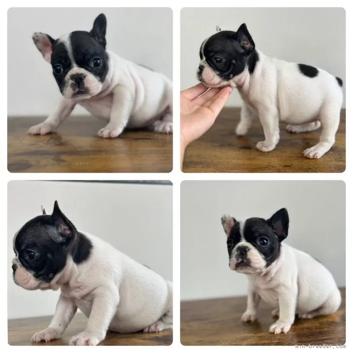 ID:2410-03145の子犬