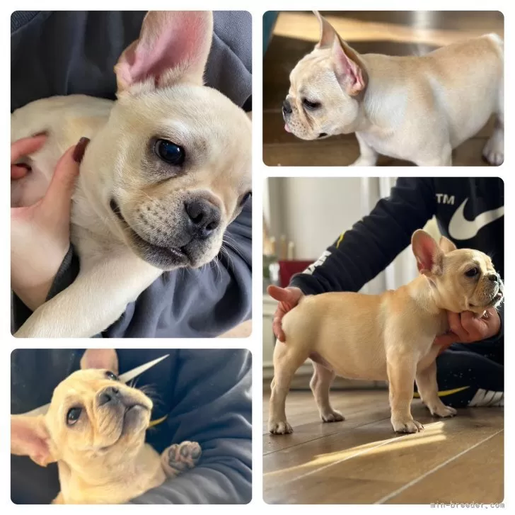 ID:2401-03596の子犬