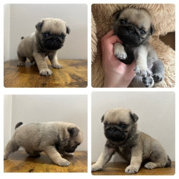 パグ【岡山県・男の子・2024年2月29日・フォーン】の写真「目もクリクリ✨コロコロした可愛い男の子✨」