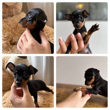 ミニチュアピンシャー【岡山県・女の子・2024年5月4日・ブラック&タン】の写真「いつもピョンピョン飛び回るとても元気な女の子✨」