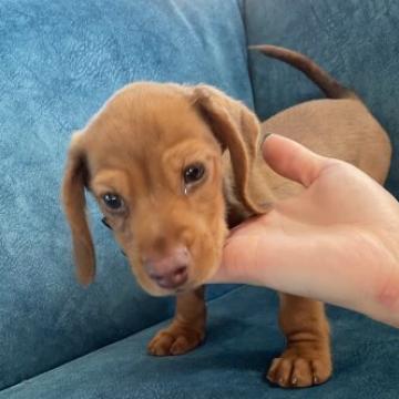 ミニチュアダックスフンド(スムース)【岡山県・男の子・2022年8月7日・レッド】の写真「いつも元気で愛嬌たっぷりの男の子✨」