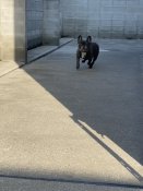 フレンチブルドッグ【・男の子・2020年9月24日・ブリンドル】