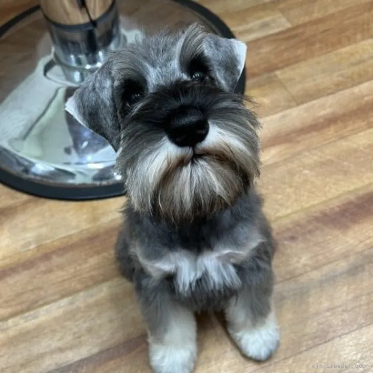 ID:2304-05034の子犬