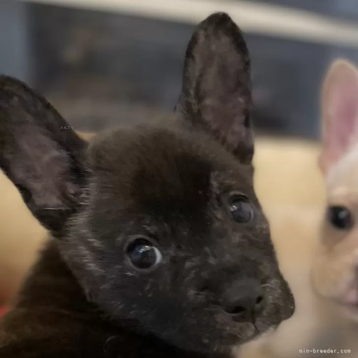 ID:2412-01152の子犬