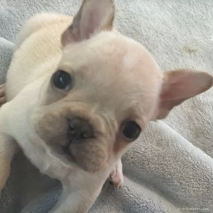 ID:2411-03658の子犬