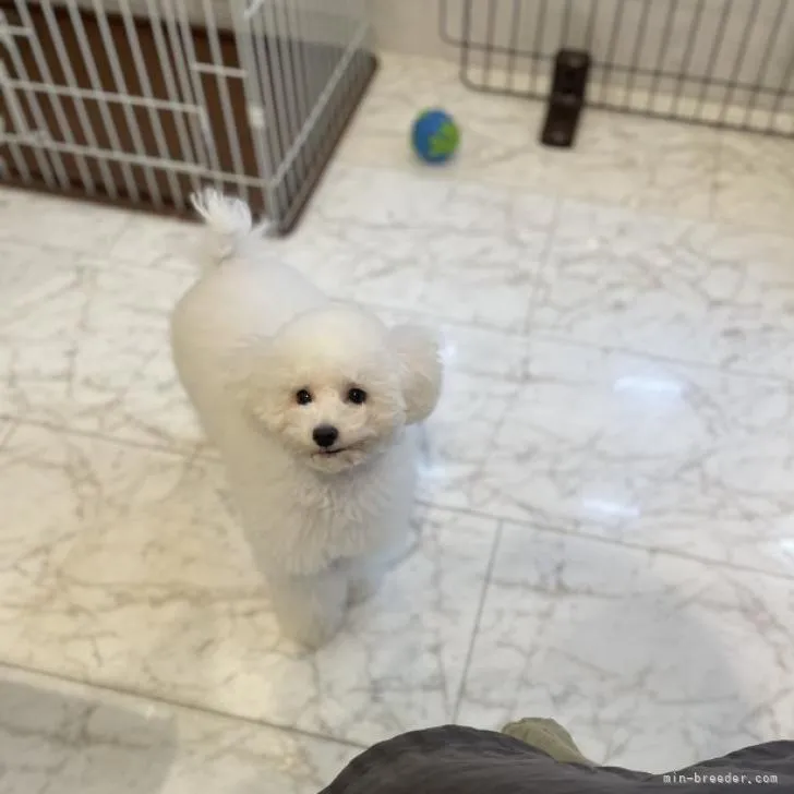 ID：2208-05053の子犬