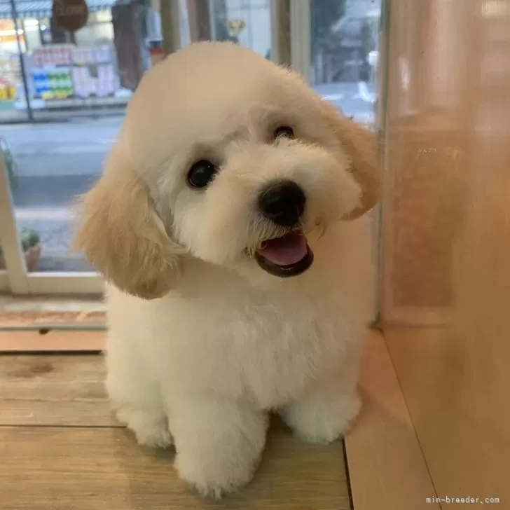 ID：2407-08077の子犬
