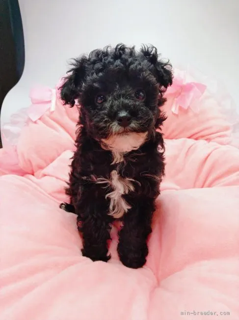 ID：2111-00481の子犬