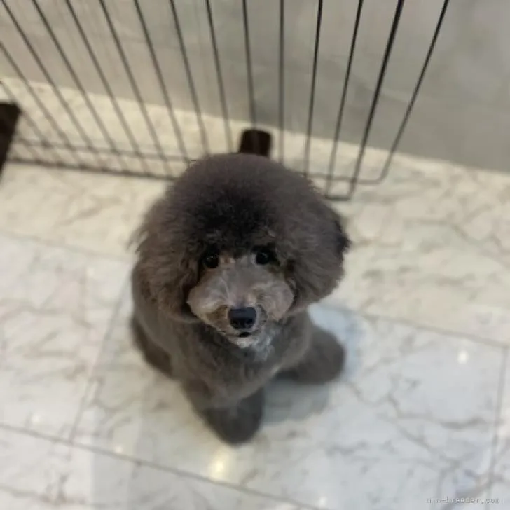 プリン 様のお迎えした子犬